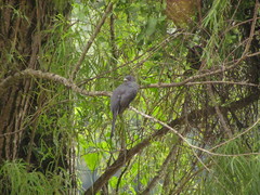 Trogon surrucura