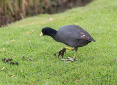 Fulica americana columbiana
