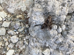 Melipotis famelica