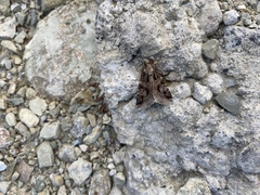 Melipotis famelica