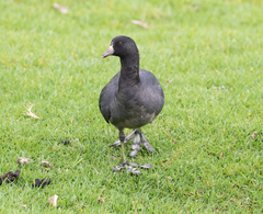 Fulica americana columbiana