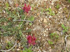 Astragalus incanus