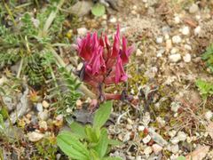 Astragalus incanus