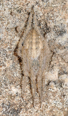 Siwa dufouri