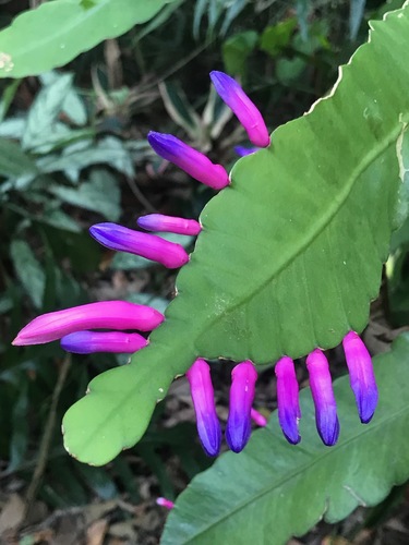 Pseudorhipsalis