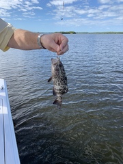 Mycteroperca microlepis