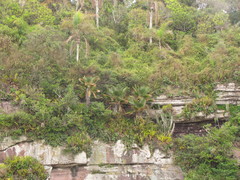 Trithrinax acanthocoma