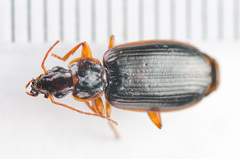 Cymindis platicollis