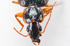Cymindis platicollis
