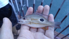 Lutjanus russellii