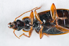 Cymindis platicollis