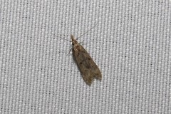 Dichomeris punctipennella