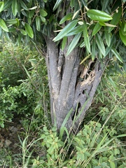 Capparis cynophallophora