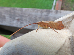 Nemotaulius hostilis