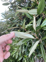 Capparis cynophallophora