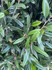 Capparis cynophallophora