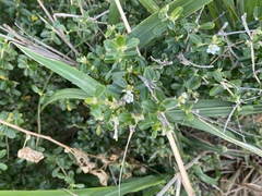 Ditaxis fasciculata