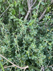 Ditaxis fasciculata