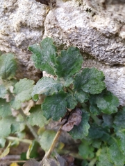Erysiphe macleayae