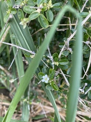 Ditaxis fasciculata