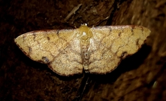 Semaeopus marginata