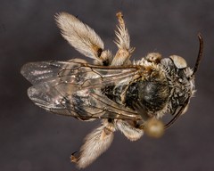 Svastra duplocincta