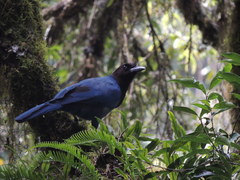 Cyanocorax caeruleus