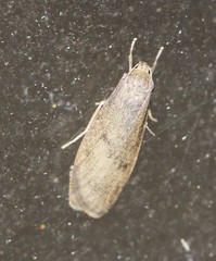 Lambula obliquilinea