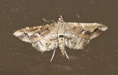 Merodictya marmorata