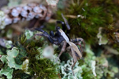 Alopecosa pulverulenta