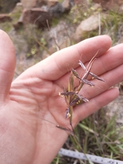 Cymbopogon pospischilii