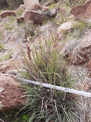 Cymbopogon pospischilii