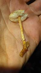 Lepiota castanea
