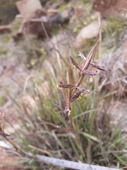 Cymbopogon pospischilii