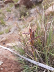 Cymbopogon pospischilii