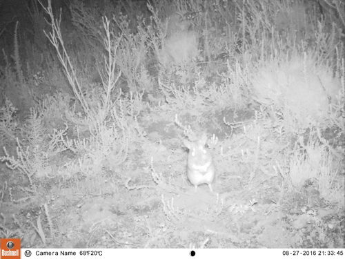 Gerbilliscus afer
