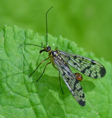 Panorpa germanica