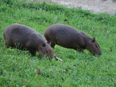 Hydrochoerus hydrochaeris