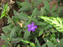Ruellia squarrosa