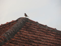 Turdus rufiventris