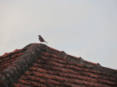 Turdus rufiventris