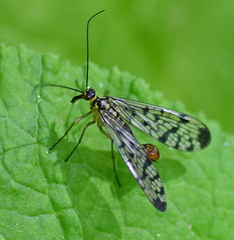 Panorpa germanica