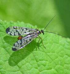 Panorpa germanica