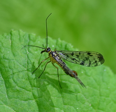 Panorpa germanica