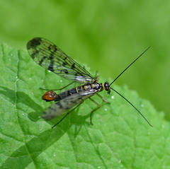 Panorpa germanica