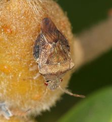 Uhlunga typica