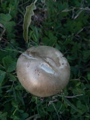 Fungi