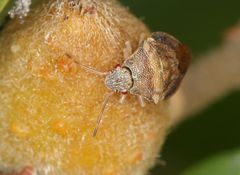 Uhlunga typica