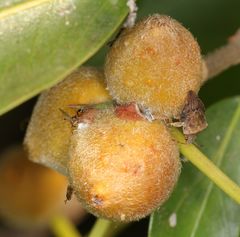 Uhlunga typica