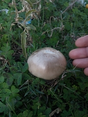 Fungi